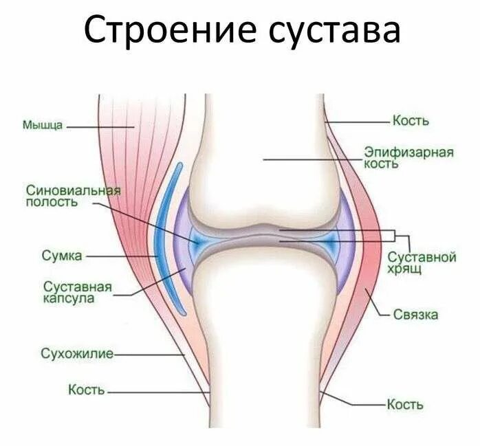 Какие структуры сустава. Схема строения сустава человека анатомия. Строение типичного сустава. Строение синовиального сустава. Строение сустава человека рисунок.