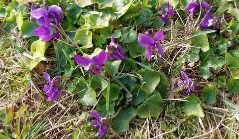 Violet s