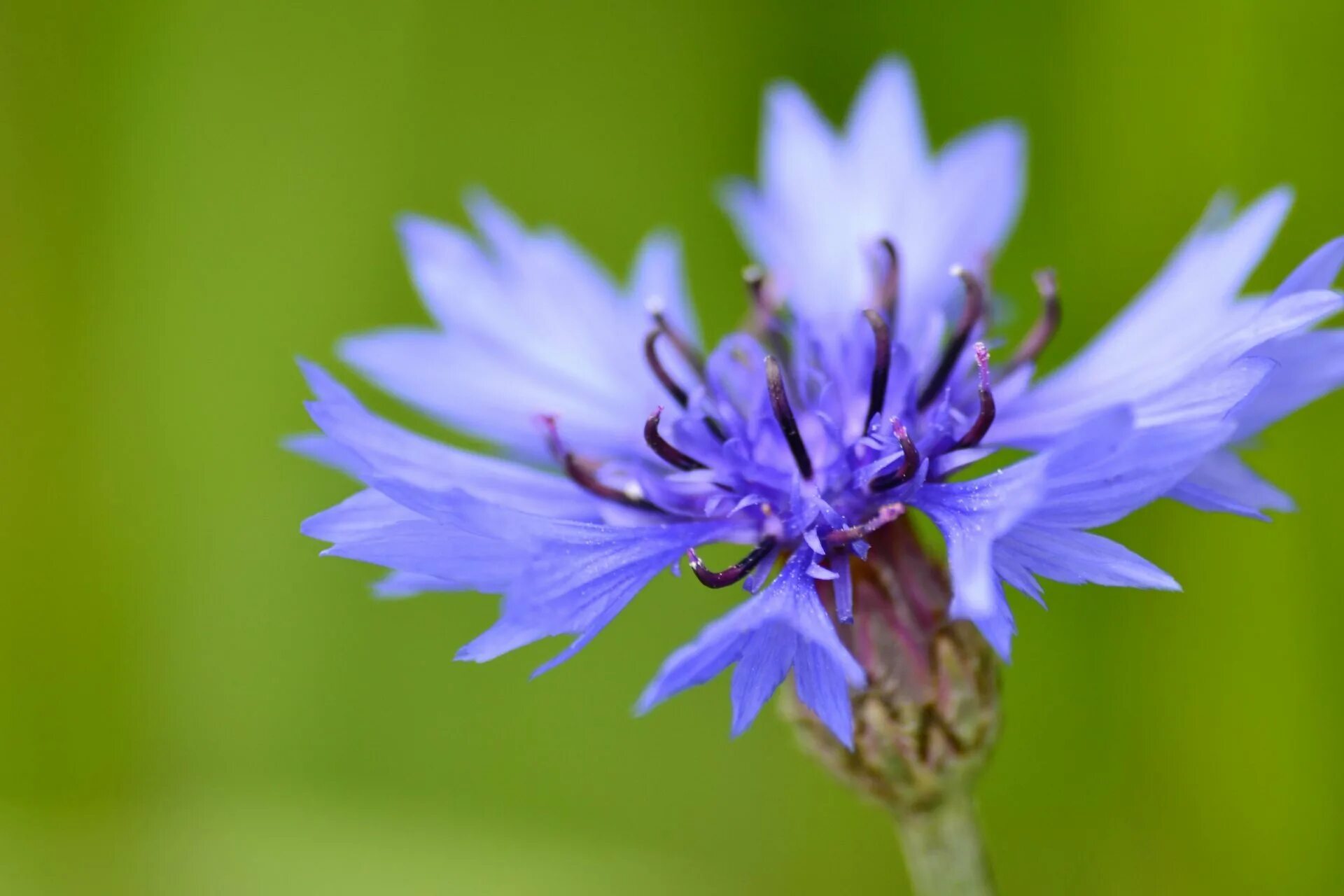 Василёк Боровой. Василёк Донской. Василек трехжилковый (Centaurea trinervia). Василёк Донской (Centaurea tanaitica Klok.).