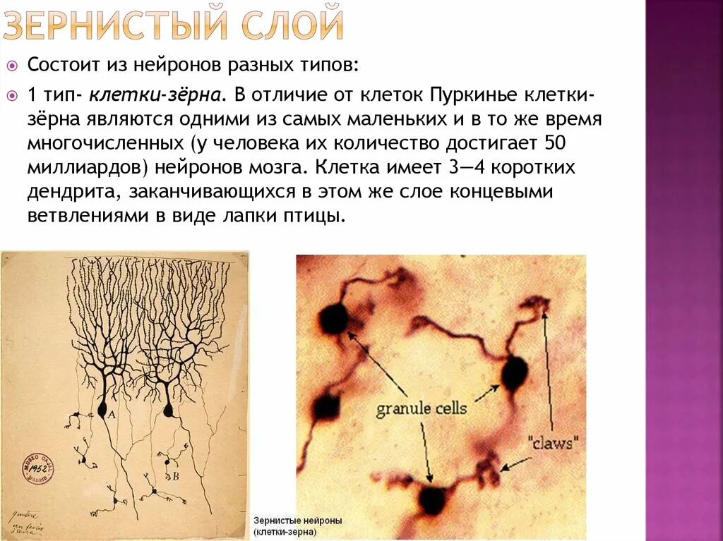 Слои клеток головного мозга. Гранулярные клетки мозжечка. Клетки Пуркинье гистология. Зернистый слой мозжечка. Клетки зерна.