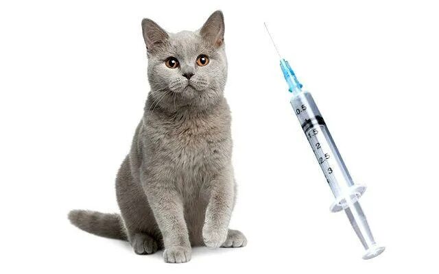 Бесплатная вакцинация кошек в москве 2024. Вакцинация кошек. Прививка для кошек. Вакцины для кошек и котят. Прививки котятам.