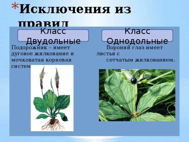 Подорожник двудольное растение. Вороний глаз жилкование. Вороний глаз и подорожник. Подорожник однодольное или двудольное.