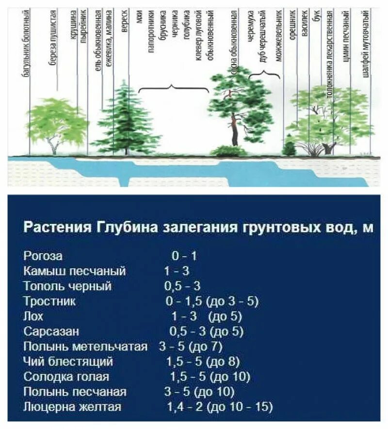 Глубина залегания грунтовых вод как определить. Деревья и уровень грунтовых вод. Уровень грунтовых вод по растениям. КМК узнать уровень грунтовых вод. Сколько воды в деревьях