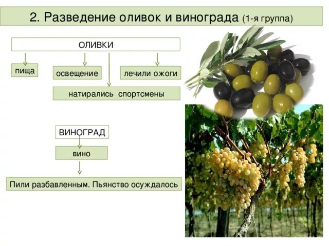Значение слова оливки. Виноград и оливки в древней Греции. Разведение оливок и винограда. Оливки и виноград в Аттике.