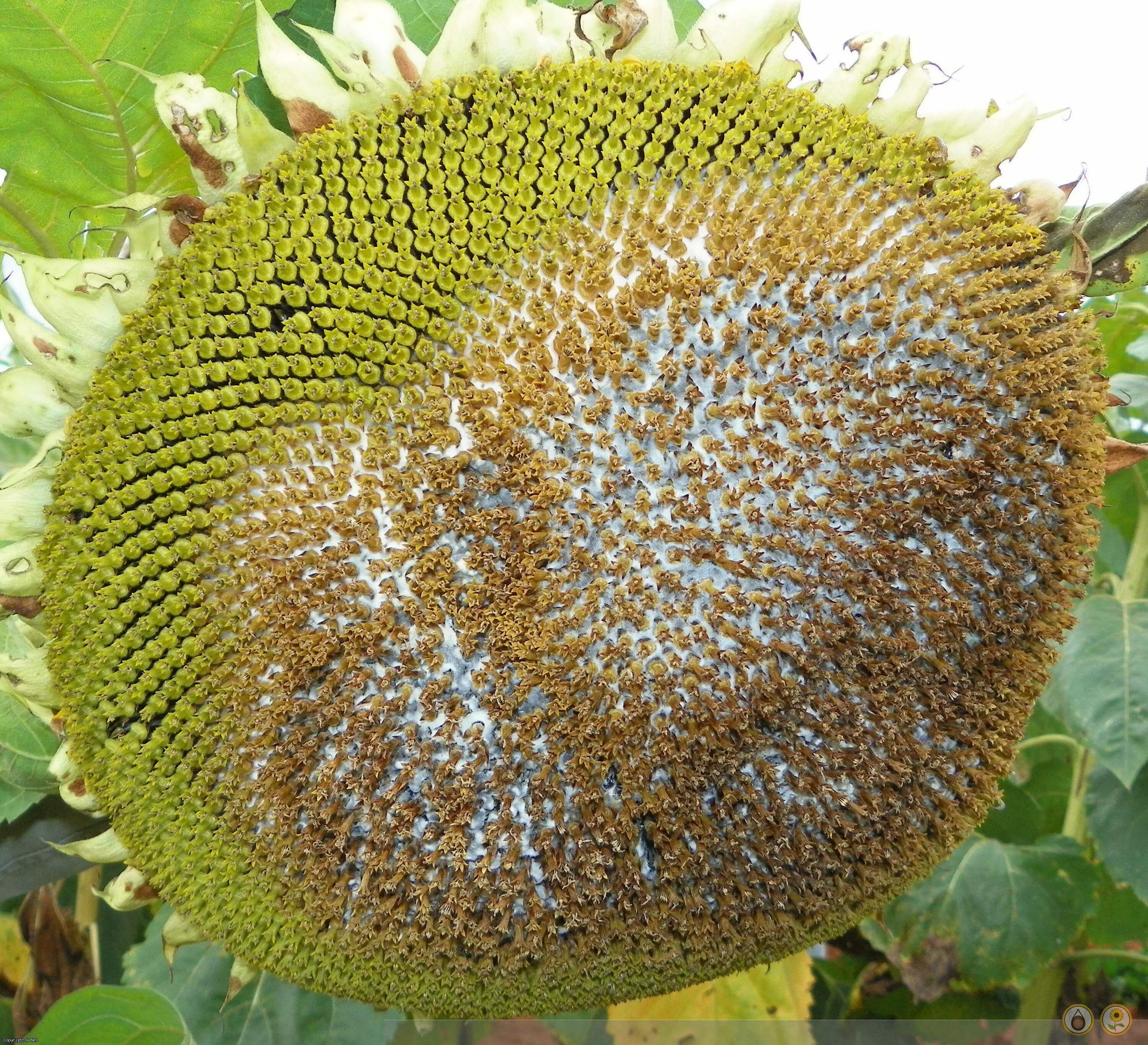 несозревший подсолнух. заболевания подсолнечника в картинках. фомопсис подсолнечника (серая пятнистость стебля). фомопсис малины. альтернариоз милдью.