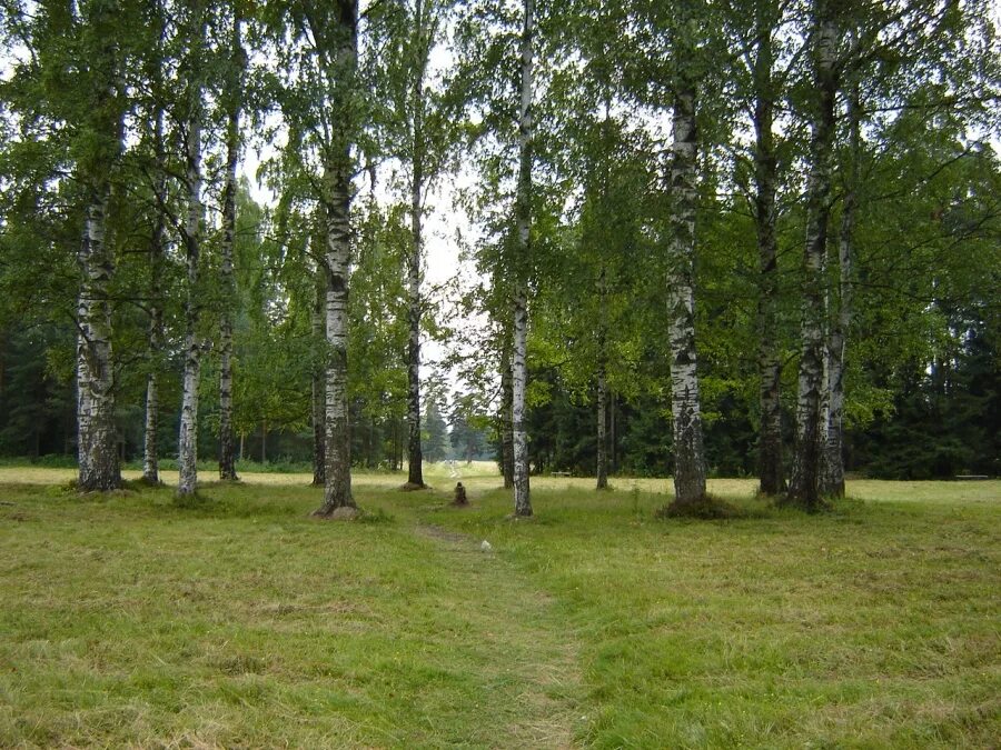 Павловский парк круг белых берез. Павловский парк круг белых берез. Березка круг. Павловский парк круг белых берез. Березка круг.