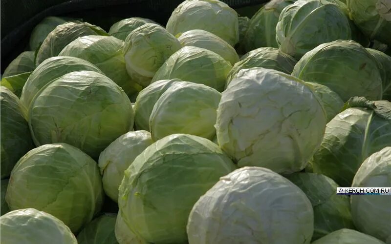 Яблоко,арбуз,капуста, горох. Соление арбуза с капустой на зиму. Капуста тыквенный сорт. Капуста крауткайзер f1. Головоломка капуста тыква и арбуз.