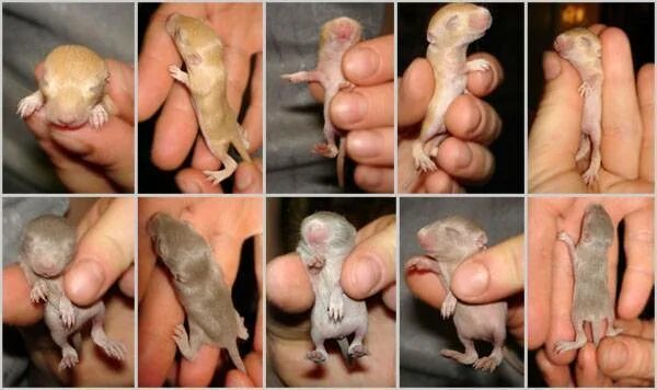 Пол новорожденных крысят. Развитие мышей