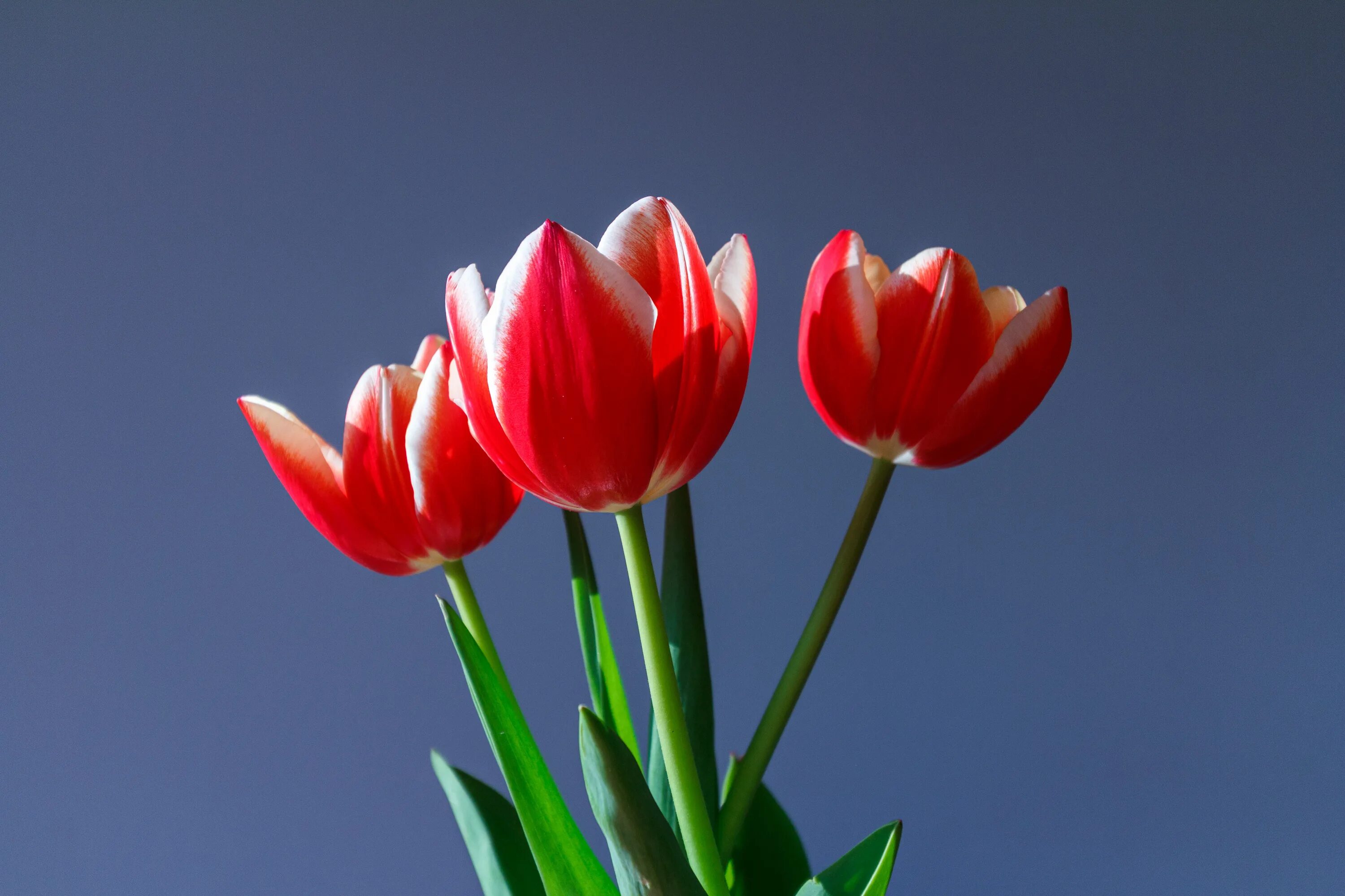 3 красных тюльпана. Тюльпан Триколетт. Красные тюльпаны. Тюльпаны разноцветные. 3 Тюльпана.