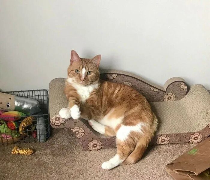 He upset because his cat got. Котик на диване. Кот психолог. Кот психотерапевт. Кошки психотерапевты.