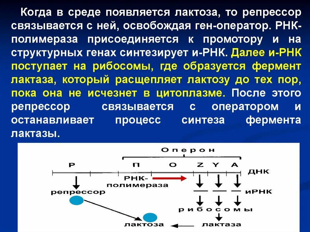 ДНК полимераза эукариот. РНК полимеразы прокариот. Синтез РНК ферментом РНК полимеразой. Строение РНК полимеразы.