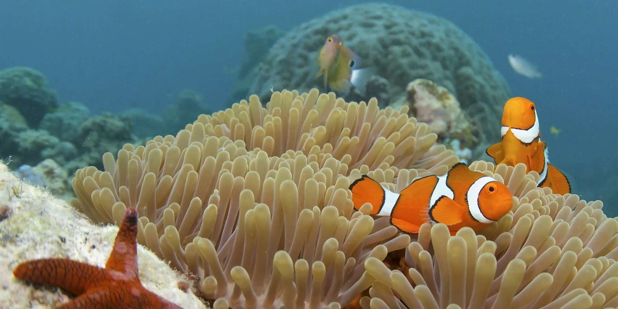 Great coral reef. Большой Барьерный риф Австралия. Большой Барьерный риф кораллы. Кораллы большого барьерного рифа Австралия. Большой Барьерный риф Австралия подводный мир.