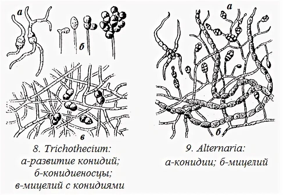 Обнаружены споры и мицелий. Триходерма строение гриба. Альтернария мицелий. Триходерма строение. Конидии фитофторы.