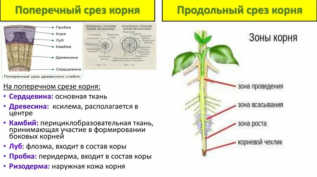 Функция корня стебля. Продольный и поперечный срез корня зоны. Строение луба. Зоны корня рисунок. Ксилема и флоэма у папоротников.