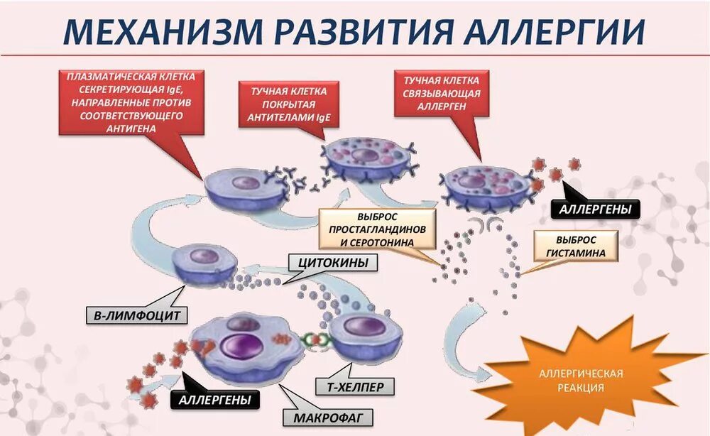 Механизм развития аллергической реакции схема. Механизм возникновения аллергической реакции схема. Механизм развития аллергической реакции биохимия. Механизм развития аллергического процесса схема. Реакция организма клетки на