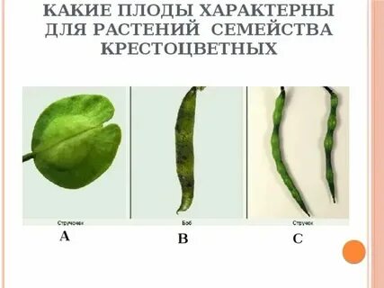 Плод стручок или стручочек какое семейство