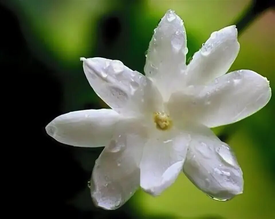 Цветок жасмина песня. Легенда о жасмине цветок. Flowers ноты для фортепиано. Цветок жасмина песня. Ветка жасмина.