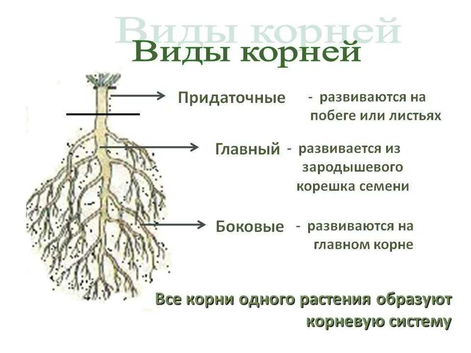 Строение корневой системы. Строение придаточного корня у растений. Строение корня придаточные корни. Строение корня и типы корневых систем. Вегетативные органы ели