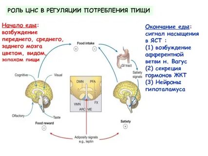 Регуляция цнс