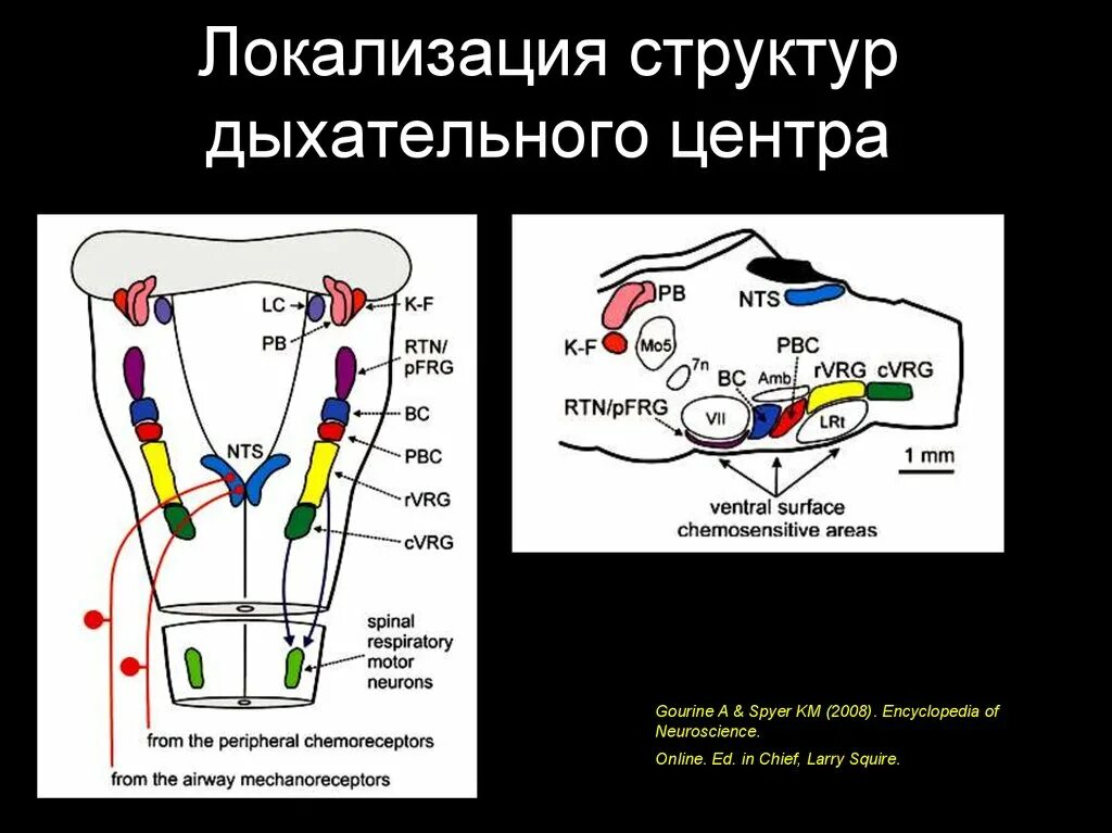 Структура дыхательного центра. Локализация дыхательного центра. Структура дыхательного центра физиология. Структура и локализация дыхательного центра физиология.