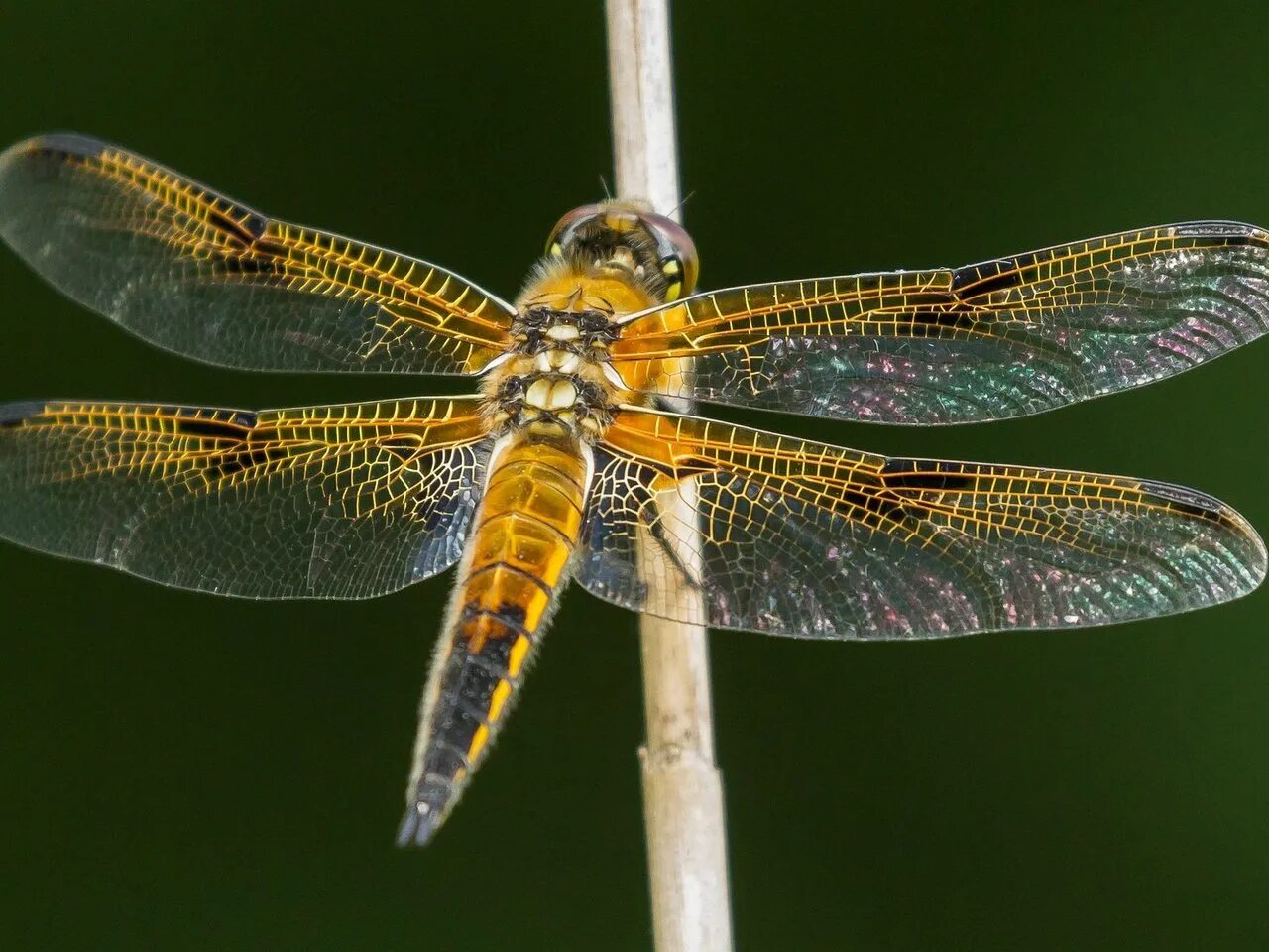 насекомые бабочки. виды крыльев стрекоз. красивые крылья насекомых. цикада надкрылья. слюдяные крылышки стрекозы.