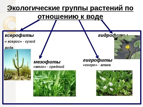 Экологические группы экология. Гидрофиты мезофиты ксерофиты. Суккуленты мезофиты гигрофиты гидрофиты. Ксерофиты, гигрофиты, ксерофиты. Экологические группы растений по отношению к воде.