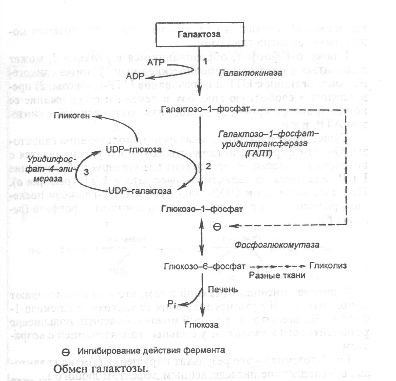Обмен галактозы биохимия схема. Схема метаболизма галактозы. Пути метаболизма фруктозы и галактозы в печени. Галактоземия биохимия схема. Превращение фруктозы