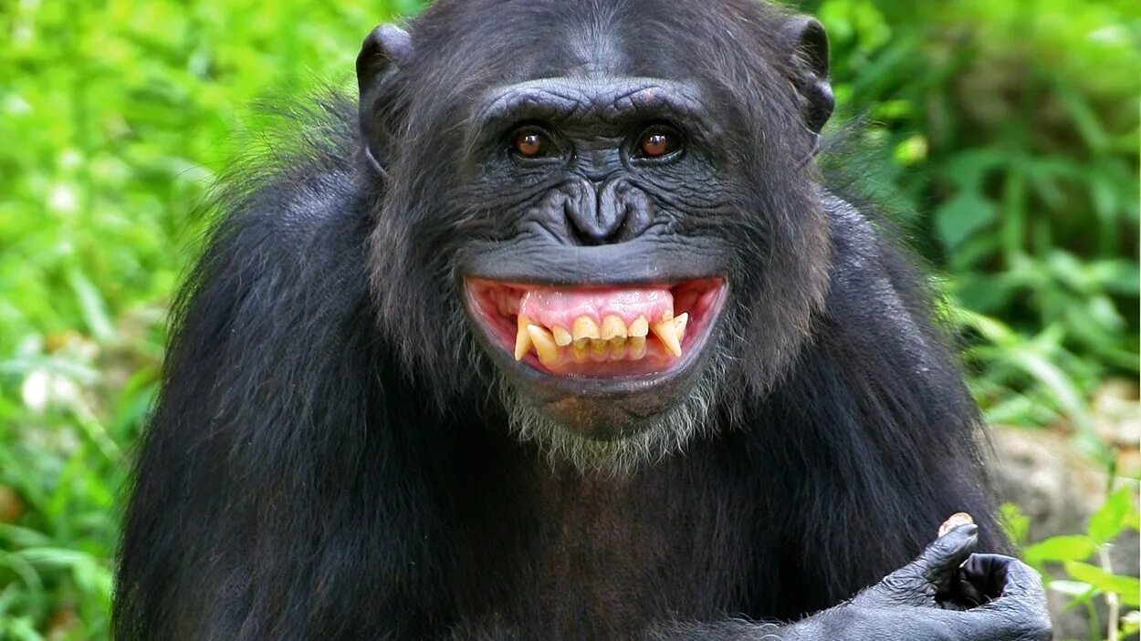 Smiling monkey. Улыбка шимпанзе. Зубы шимпанзе. Шимпанзе. Эмоции шимпанзе.