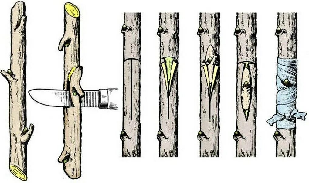 Прививка яблони окулировкой весной. Окулировка яблони глазком. Прививка окулировка и копулировка. Прививка яблони окулировкой летом. Способы прививки яблонь весной