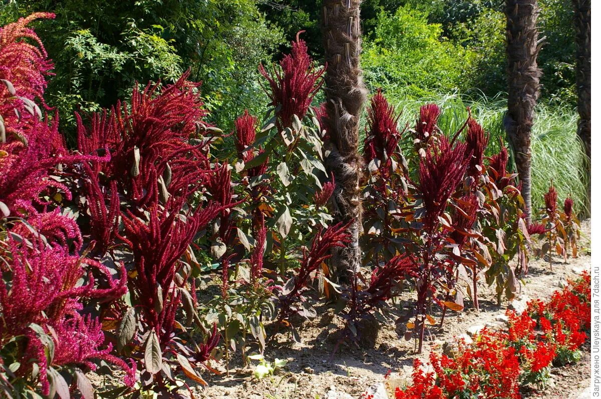 цветок амарант вишневый бархат. амарант метельчатый бордовый. семена амарант метельчатый красный. амарант багряный. амарант метельчатый ошберг.
