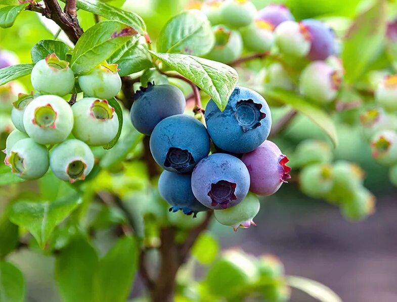 Голубика садовая. Голубика элизабет. Голубика садовая bluecrop. Голубика садовая дарроу. Голубика сорт дюк.