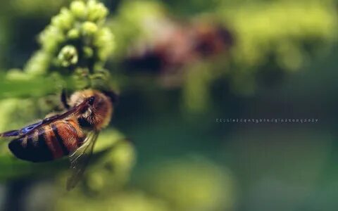 Пчелы и природа