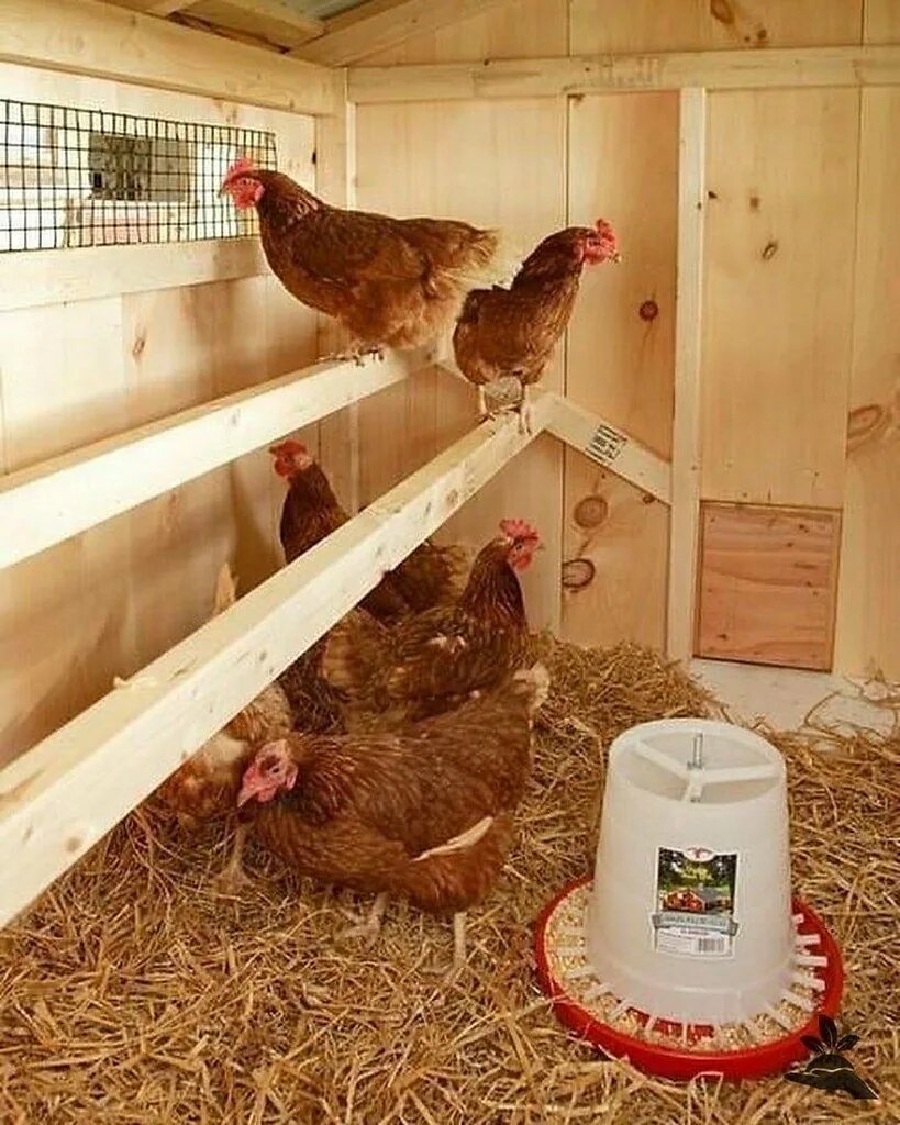 Насест для кур несушек. Кормушки для кур из пластиковых труб. Насесты для кур оригинальные идеи. Насест для 20 кур несушек. Насесты для кур оригинальные идеи.
