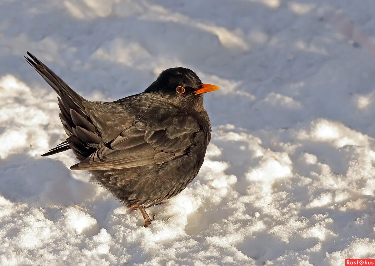 черный дрозд зимой. черный дрозд зимует. черный дрозд зимует. черный дрозд зимует в спб. дрозд чёрный (turdus merula).