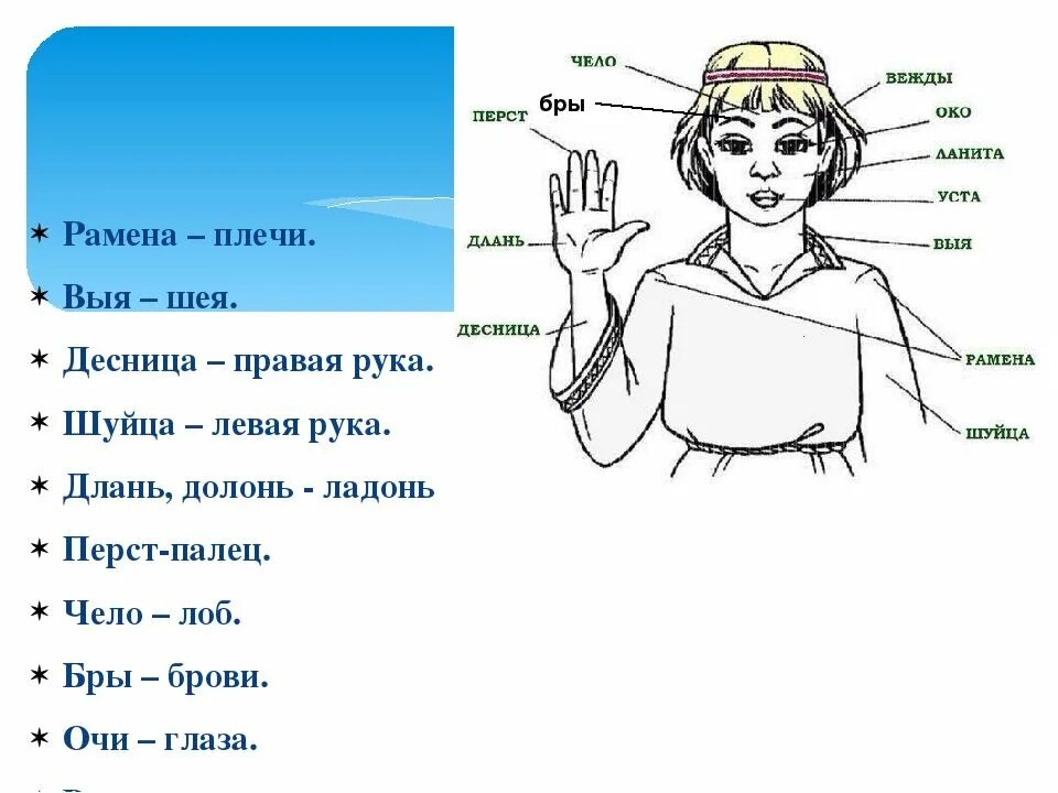 Что обозначает слово века. Архаизмы части тела. Старинные названия частей тела. Устаревшие слова. Устаревшие названия.