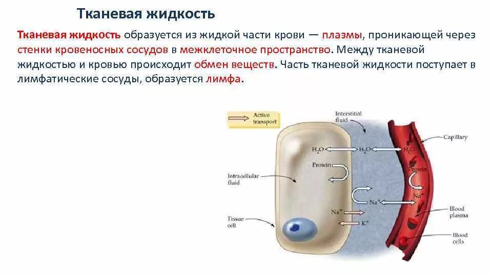 Тканевая жидкость и плазма крови. Лимфа образуется из плазмы крови и тканевой жидкости. Строение внутренней среды организма. Межклеточная жидкость в организме.