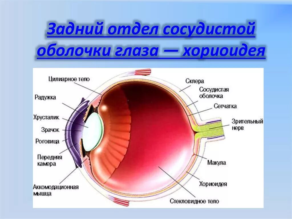 Глаза являются органом человека