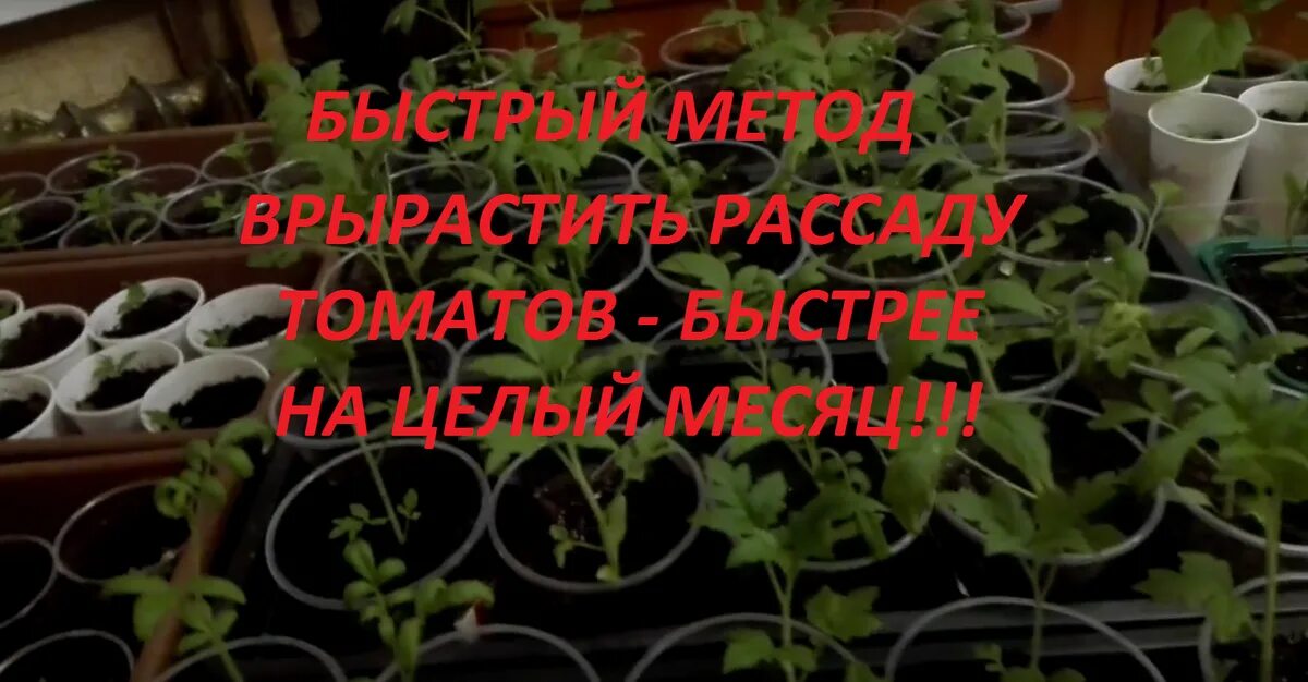 Рассада помидор под фитолампой. Рассада китайским способом. Китайский способ выращивания рассады. Рассада томатов по китайской технологии. Рассада помидор под лампой