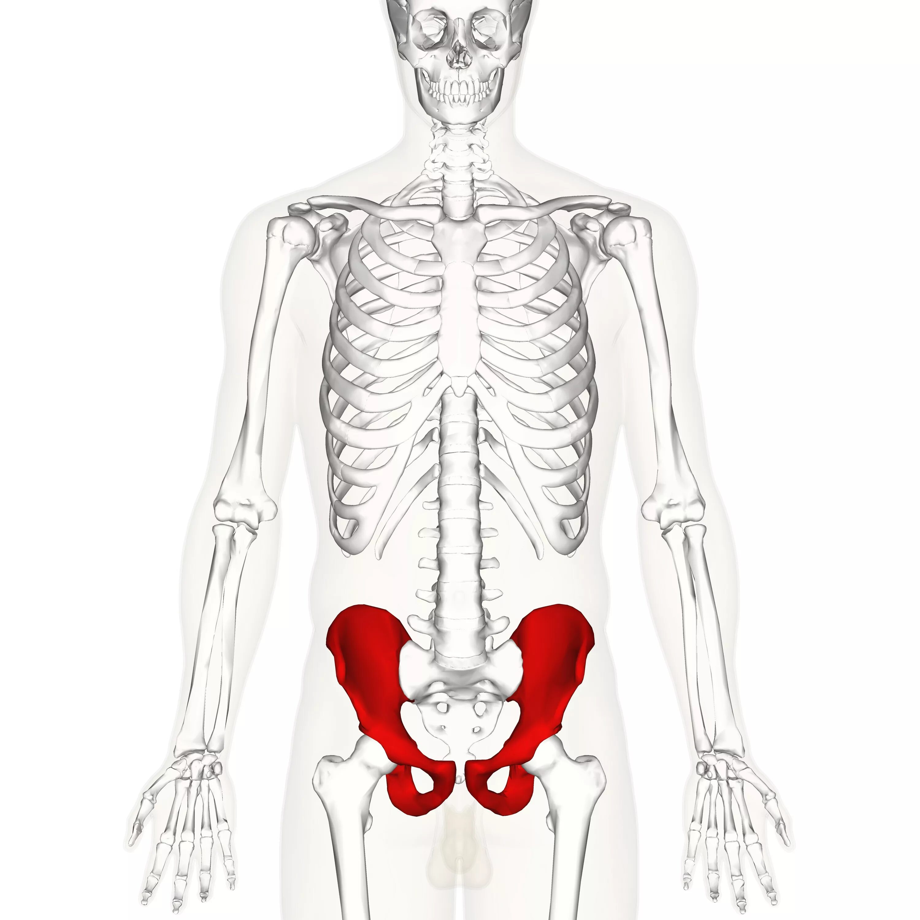 Подвздошная бедренная кость. Скелет. Тазобедренная часть человека. Лобковая кость на скелете. Скелет человека бедро