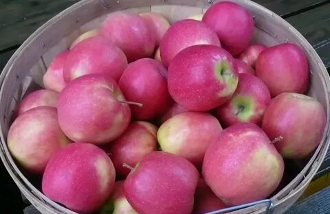 Сорт яблони розовая