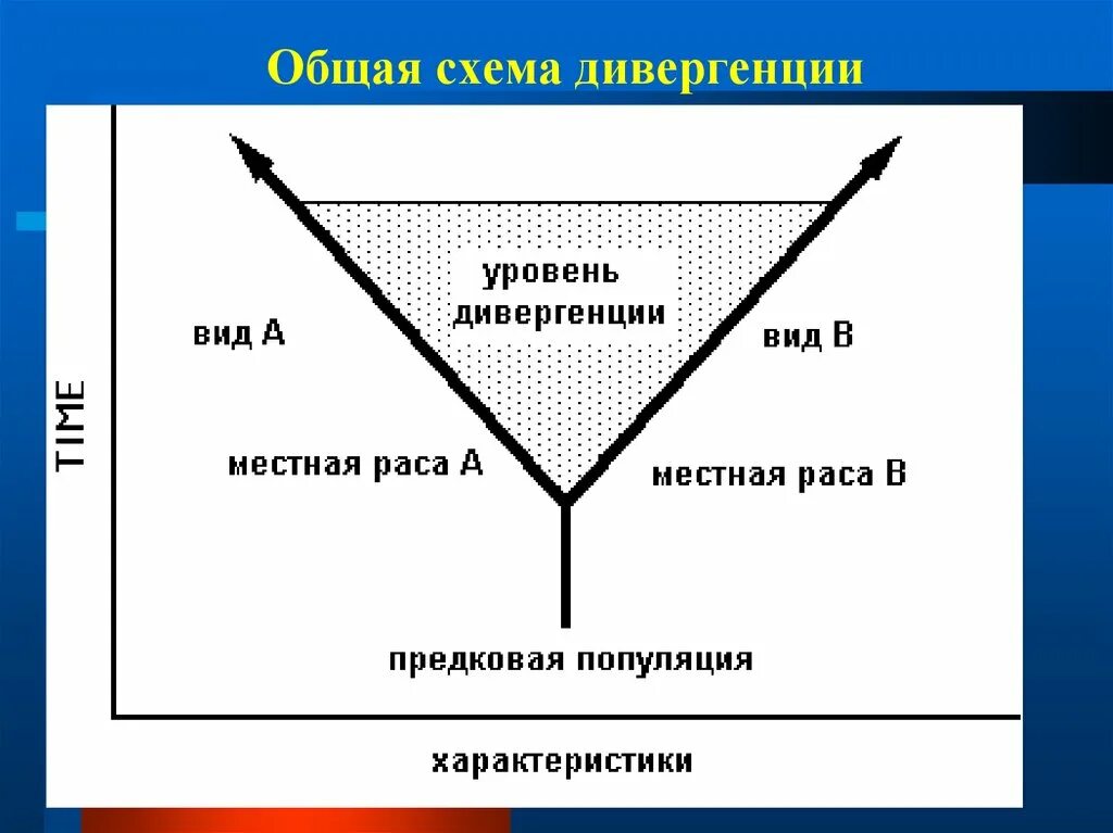 Движущая сила дивергенции. Дивергенция схема. Схема дивергенции по Дарвину. Виды дивергенции в схемах. Дивергенция схема процесса.