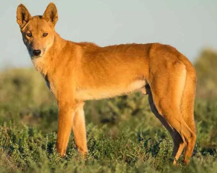 Австралийский динго. Динго дроп. Австралийская собака динго. Собака динго каролинская. Дикая собака динго.