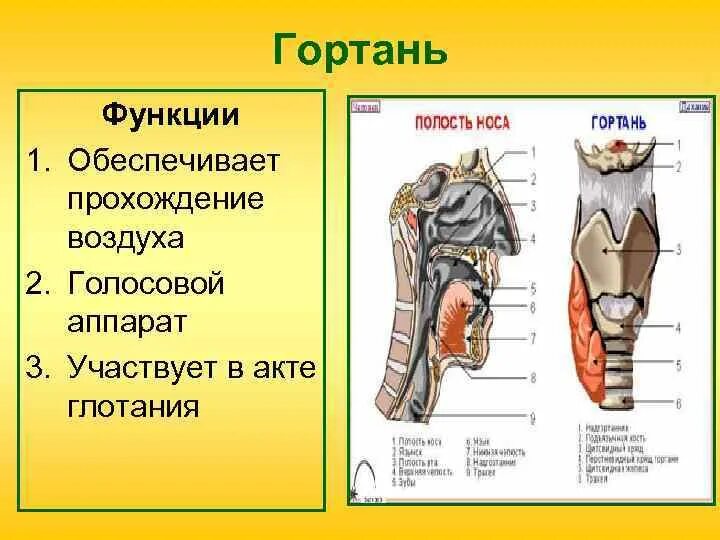 Функции гортани в дыхательной системе. Голосовой аппарат гортани. строение гортани.