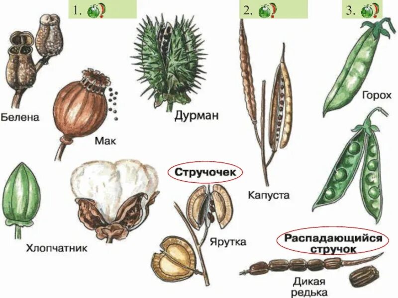 Примеры плодов покрытосеменных растений