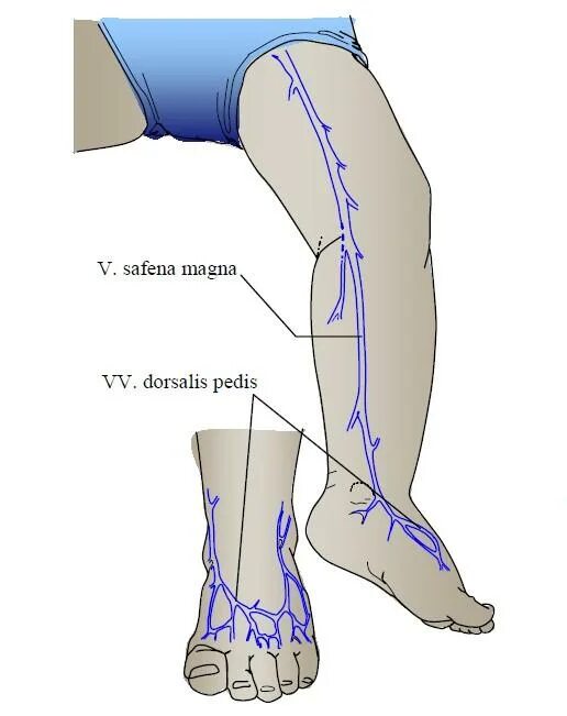 Vena saphena. Сафена Магна. Латеральная Вена сафена.