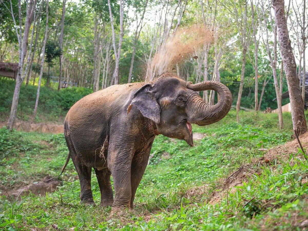 Elephant пхукет. Элефант парк Пхукет. Парк слонов Пхукет. Tonsai Elephant Care. Hidden Forest Elephants in Phuket.