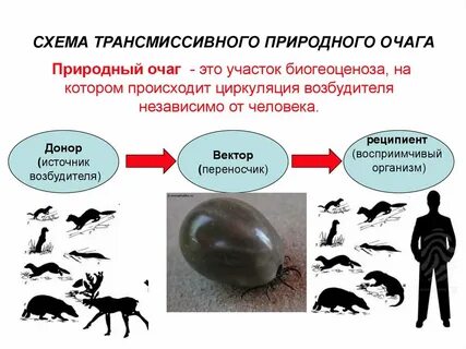 Трансмиссивный возбудитель