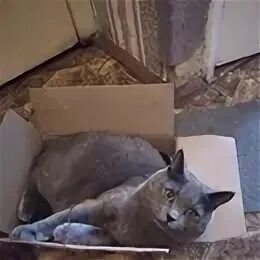 Найденные коты в твери