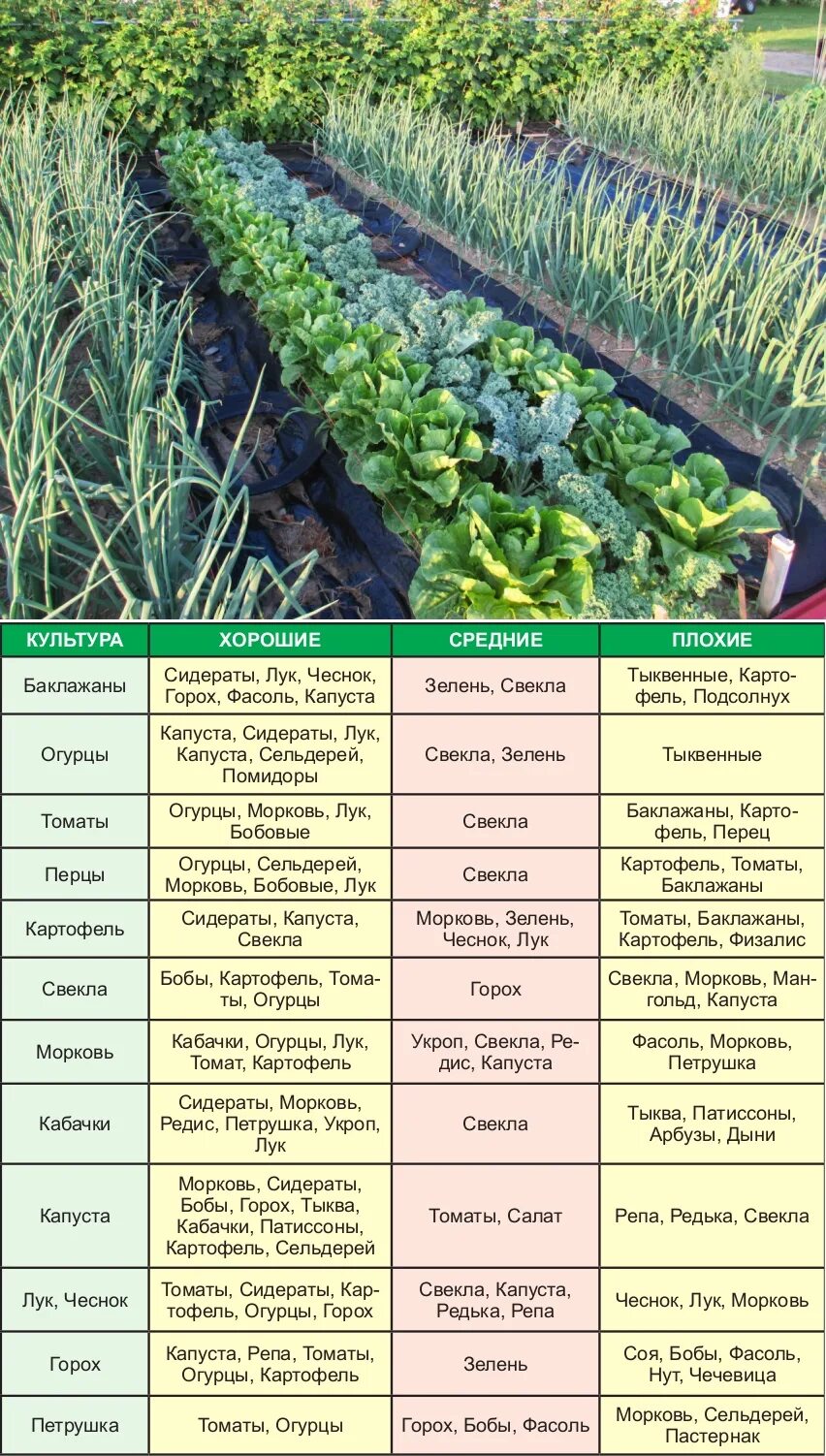 Примеры посадки овощей. Схема посадки сидератов. Таблица сидератов для овощных культур. Соседство овощей на грядках. Совместимость посевов на грядке.
