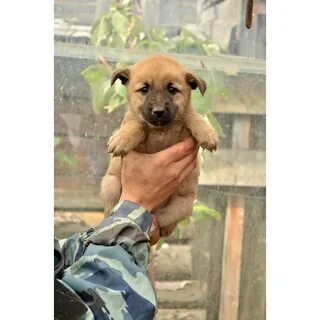 11 собак